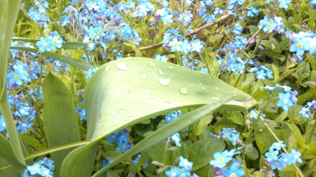 Another Leaf - snapshot, summertime, branch, waterpearls, leaf, petal, petals, green, sunny, grass, garden, photograph, morning, branches, raindrops, summer, blue, leafs, leaves, flowers, photo, flower