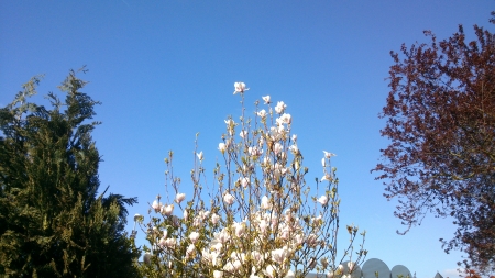 Another view to the blue sky. - sky, snapshot, trees, branch, blue sky, leaf, white, petal, petals, green, tree, garden, photograph, branches, blue, leafs, red, leaves, flowers, photo, flower