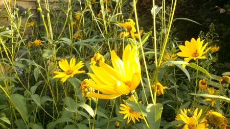 Glowing Sunflowers