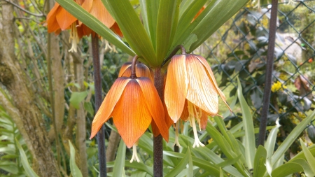 Hanging Petals, the second.