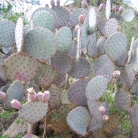 Prickly Pear Cactus Tombstone, Arizona