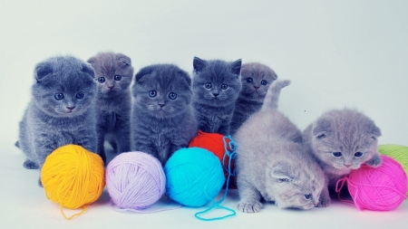 cute cats - kitten, ball, yarn, cat