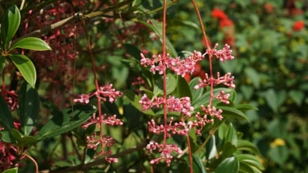 wild flowers - leaf, flower, wild, plant