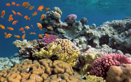 Under the sea - corals, sea, beauty, fish