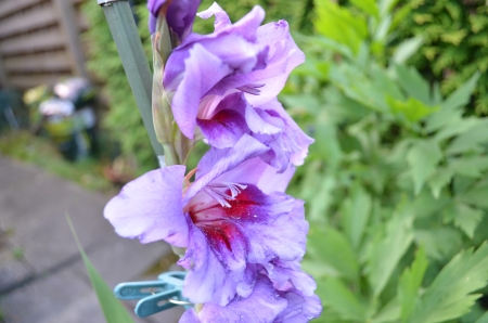 Purple Blossoms - gladiolus, petals, plant, garden