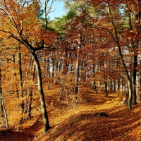 trees in the forest