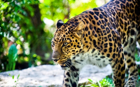 Stalking Leopard  - wildlife, wide screen, leopard, animal, beautiful, cat, artwork, art, feline, painting