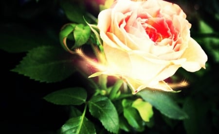 Rose - nature, beauty, rose, flower