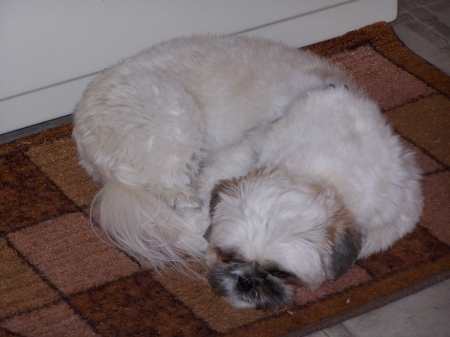 Mojo taking a much needed break - Dogs, Animals, Pets, Shih tzu