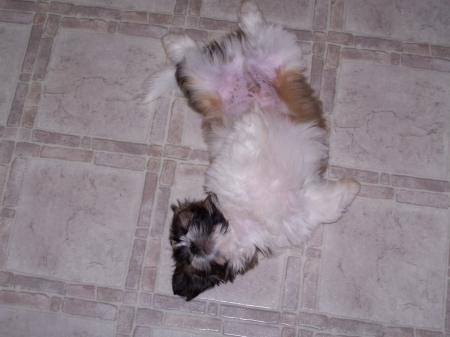 Hot dog Zeus the Shih tzu - Dogs, Animals, Pets, Shih tzu