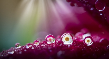 â™¥ - nature, purple, flowers, daisies