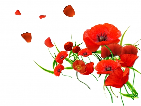 Poppies - poppy, white, red, green, flower, petals