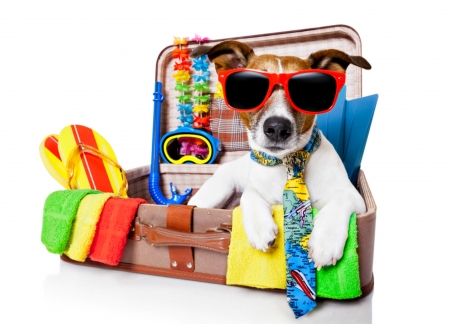 Ready for a summer day! - tie, summer, blue, dog, orange, colorful, white, animal, funny, green, caine, jack russell terrier, suitcase, vara, sunglasses