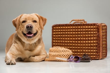 Ready for vacation - vacation, caine, suitcase, hat, dog, animal, funny