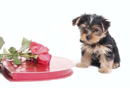 Happy Valentine's Day! - dog, flower, white, animal, red, valentine, yorkshire terrier, rose, cute, caine, card