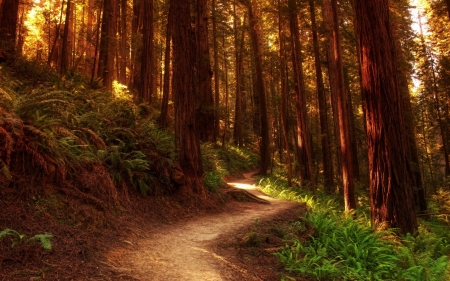 forest path - fun, nature, forest, cool, tree