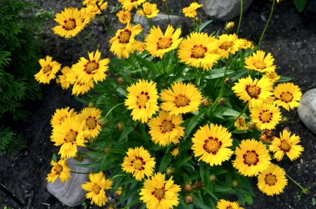 Garden Flowers - blossoms, yellow, plant, leaves