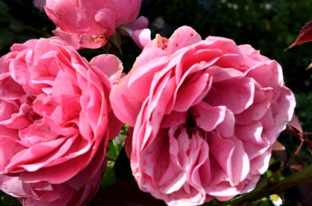 English Rose - blossoms, garden, petals, plant, leaves