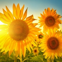 Beautiful Sunflowers