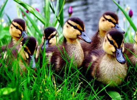 babies - duck, birds, baby, animals