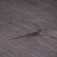 Lizard Fairbank, Arizona