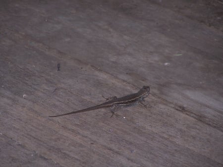 Lizard Fairbank, Arizona - historical, scenic, lizards, reptiles