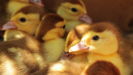 Ducklings - pasare, bird, cute, duckling, yellow, skin