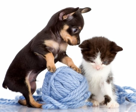 Puppy and kitten - blue, dog, wool ball, cat, pisica, white, animal, cute, caine, puppy, couple