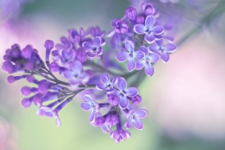 â™¥ - nature, purple, flowers, soft