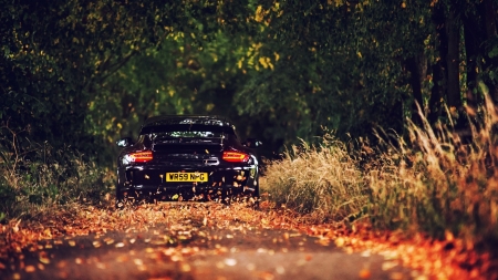 porsche 911 - porsche, forest, car, road