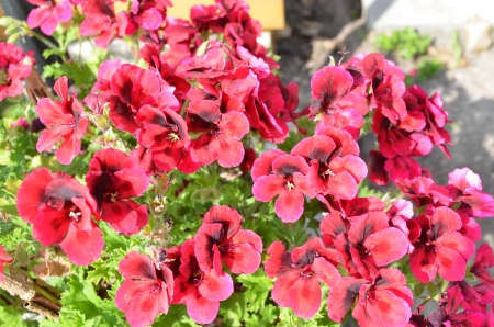 Geranium - blossoms, summer, garden, red, petals, plant, leaves