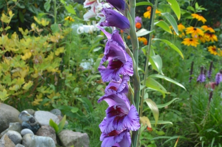 Purple Gladiolus - blossoms, petals, plant, summer, garden