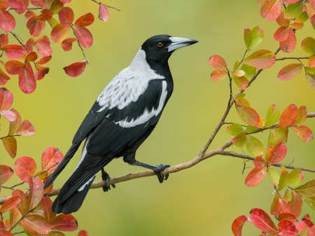 Magpie - animal, bird, leaves, magpie, branch, autumn