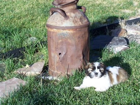 Zeus on dew covered lawn - dogs, friends, shih tzu, puppies