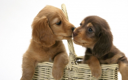 Adorable Puppies - love, dog, animal, basket, cute, puppies