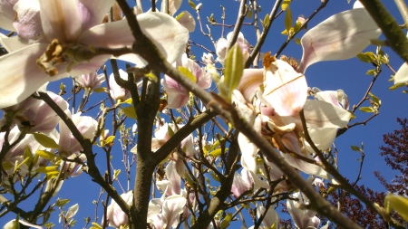 Into the blue - sky, snapshot, summertime, branch, sun, leaf, blue sky, living nature, ring, spring, petal, petals, green, sunny, photograph, garden, mourn, morning, branches, springtime, day, summer, nature, daytime, blue, leafs, leaves, photo, reach for the sky