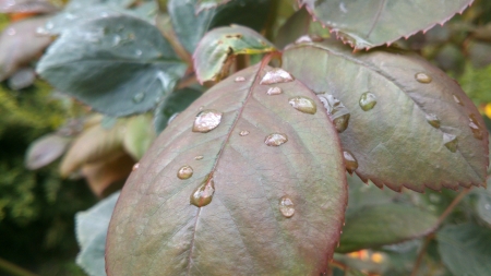 Rainy Rose Leaves