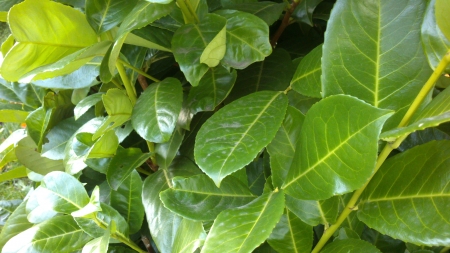 Shiny Leaves - Photograph, Leaf, Sunray, Nature, light, Branch, Summer, Green, Photo, Daytime, Brushes, Living Nature, Leaves, Sunny Day, Branches, Sunny, Summertime, Leafs, Brush, Day, Plant, Plants, Garden, Sun, Snapshot