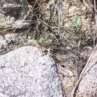 Lizard on rock Coronado National Forest Arizona