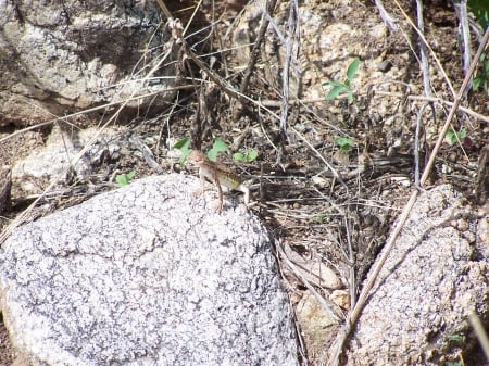 Lizard on rock Coronado National Forest Arizona - nature, lizards, national forest, reptiles