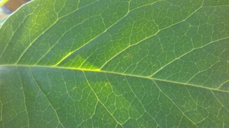 The Leaf. - summer, living nature, leaves, daytime, plants, leaf, nature, photograph, plant, snapshot, photo, shiny, single, sun, garden, sunny, summertime, beshined, leafs, sunray, day, green