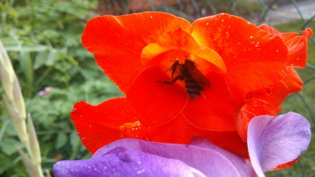 The meal. - snapshot, summertime, wings, living nature, petal, meal, bee, purple, petals, plant, green, photograph, garden, sting, bee wings, day, summer, plants, honey, nature, daytime, red, insect, animal, flowers, photo, al, flower