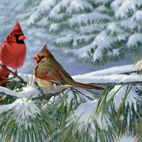 Winter Cardinals in the Snow F