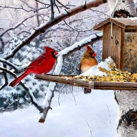 Winter Feeder - Cardinals F