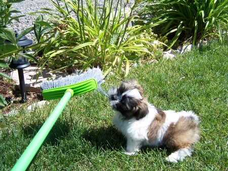 I wanna help too, Zeus - shih tzu, pets, dogs, puppies