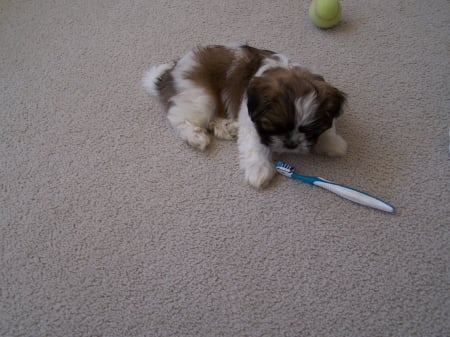 Can I try it too? Zeus - Puppies, Pets, Friends, Shih tzu