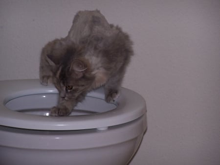 My own water bowl - Torti kitten - funny, pets, animals, kittens