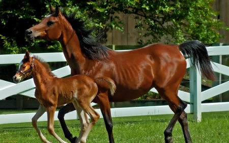 mother and child - foal, horse, fence, grass