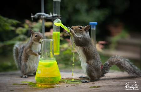 Breaking bad - max ellis, animal, funny, squirrel, veverita, couple, liquid, green