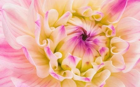 Dahlia - flower, pink, dahlia, yellow, skin